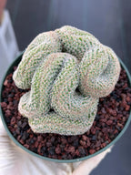 Crested Mammillaria #80 | Rare Live Cactus | Collector Plant