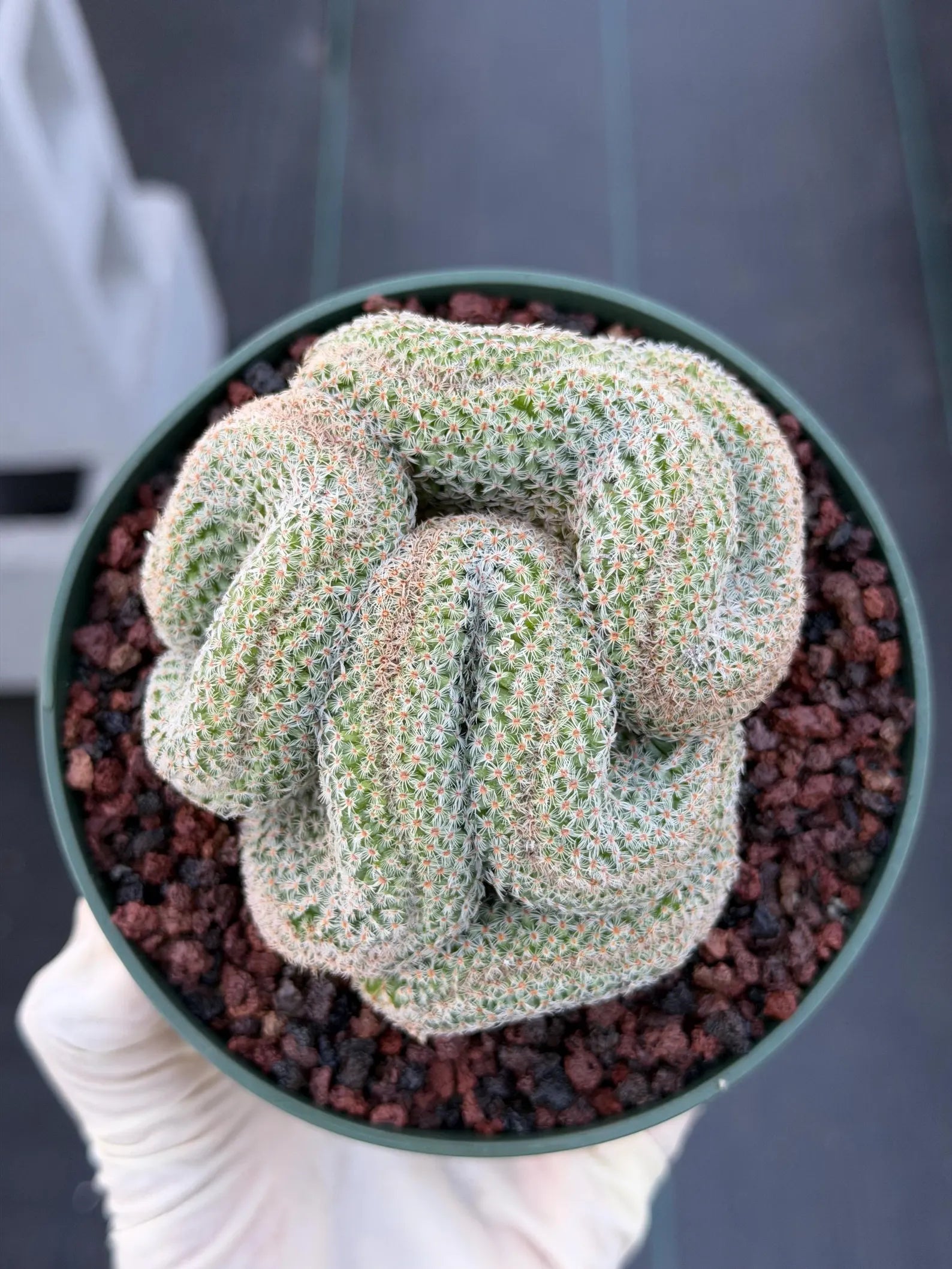 Crested Mammillaria #80 | Rare Live Cactus | Collector Plant
