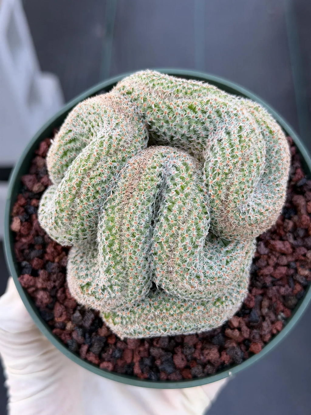 Crested Mammillaria #80 | Rare Live Cactus | Collector Plant