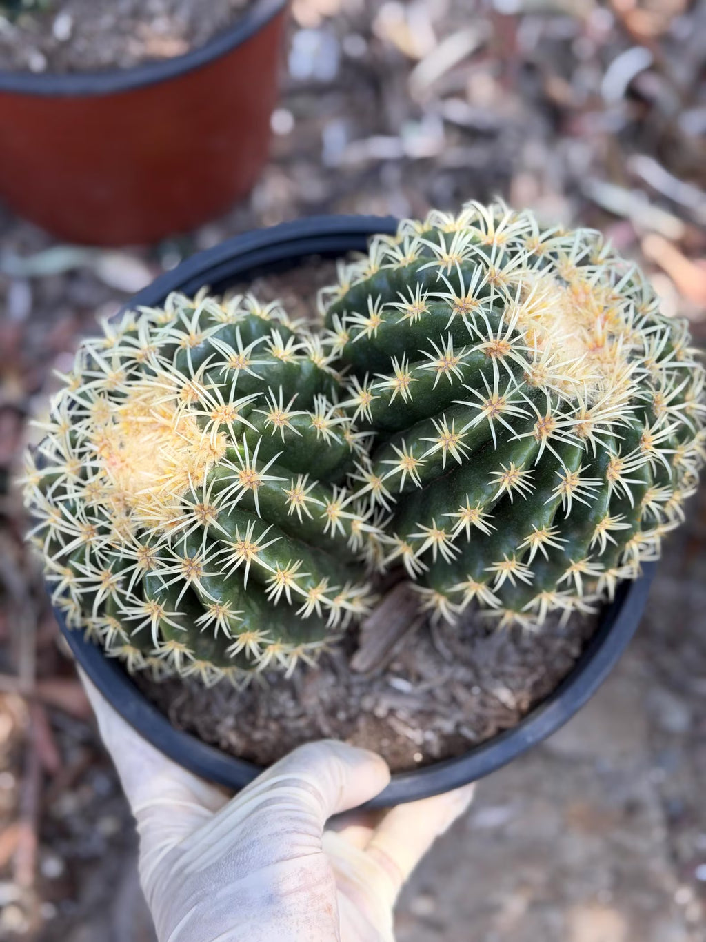 Echinocactus Grusonii Short Spine Double Head |#3|#4|