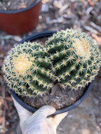 Echinocactus Grusonii Short Spine Double Head |#3|#4|