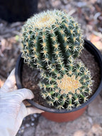 Echinocactus Grusonii Short Spine Double Head |#3|#4|