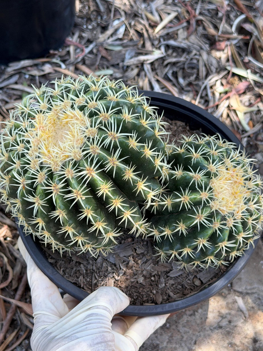 Echinocactus Grusonii Short Spine Double Head |#3|#4|