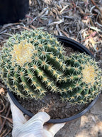 Echinocactus Grusonii Short Spine Double Head |#3|#4|