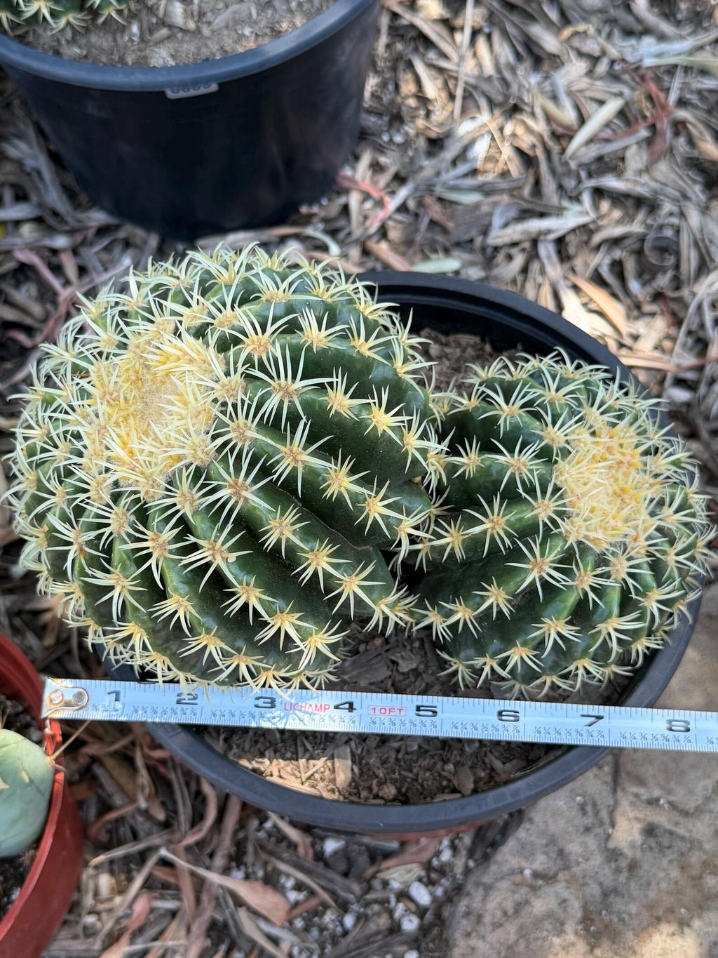 Echinocactus Grusonii Short Spine Double Head |#3|#4|