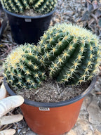 Echinocactus Grusonii Short Spine Double Head |#3|#4|