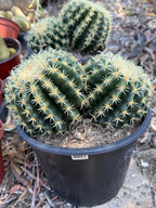 Echinocactus Grusonii Short Spine Double Head |#3|#4|