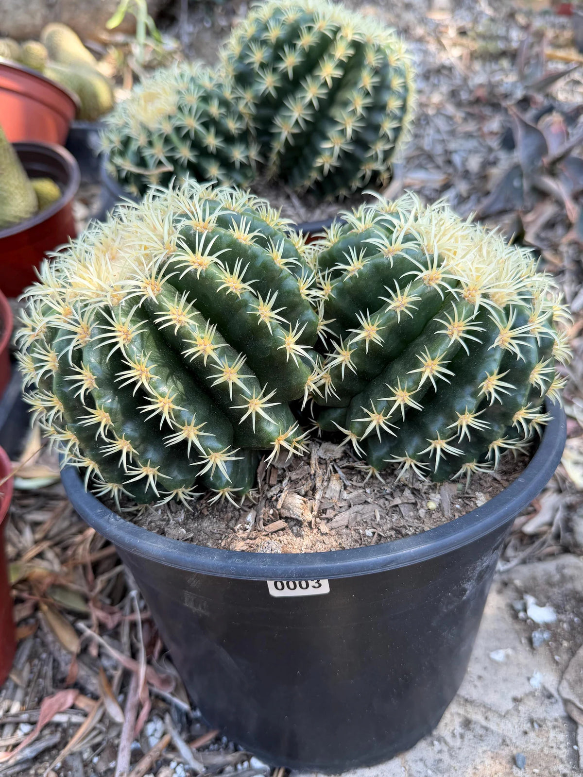 Echinocactus Grusonii Short Spine Double Head |#3|#4|