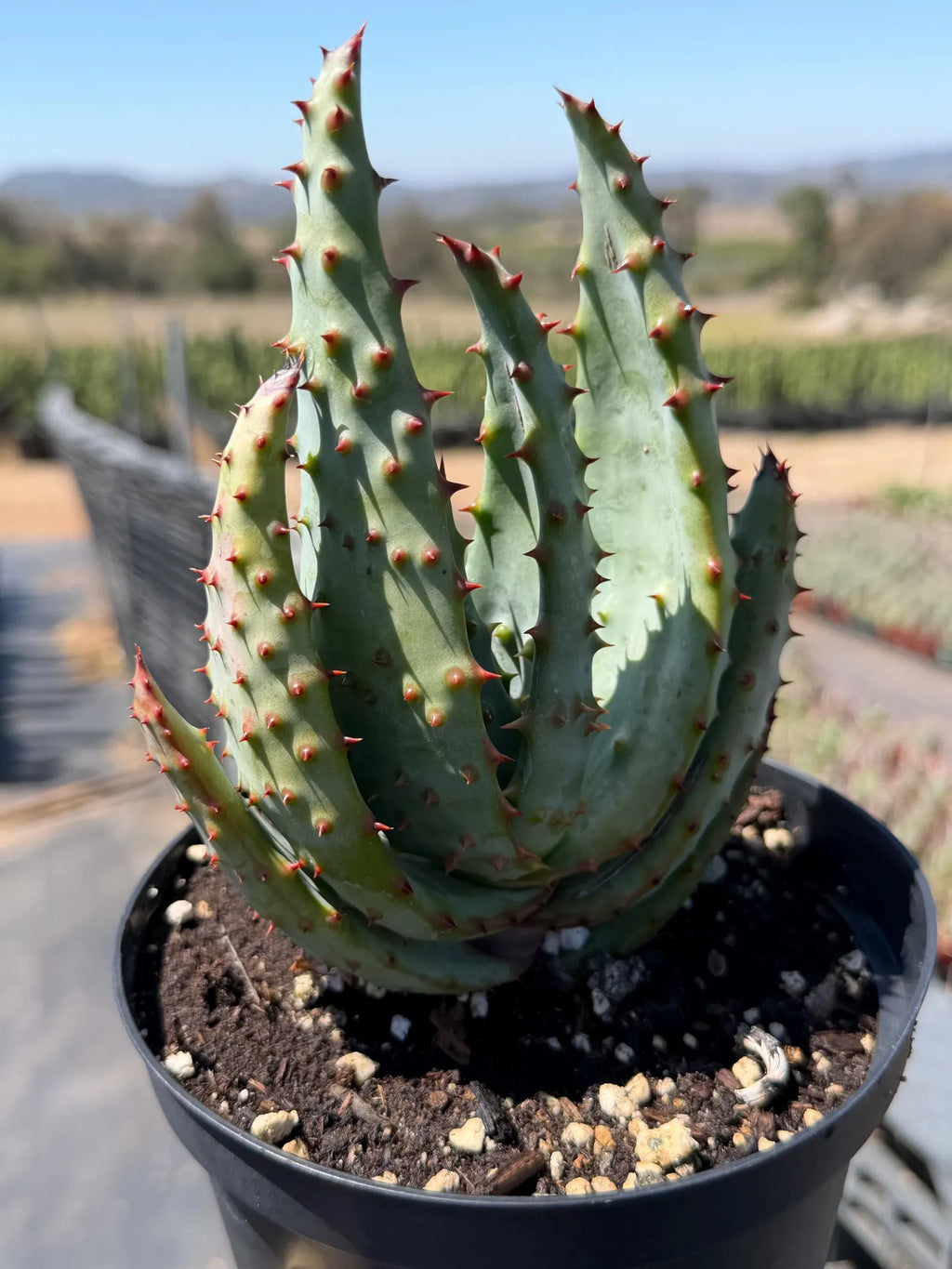 Aloe Marlothii Live Plant | Easy Care Succulent | Rare Collector Aloe