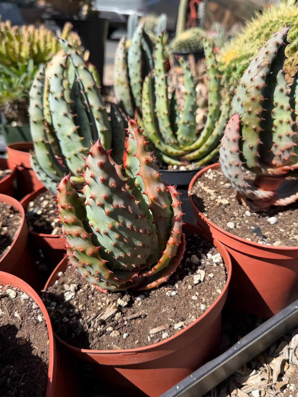 Aloe Marlothii Live Plant | Easy Care Succulent | Rare Collector Aloe