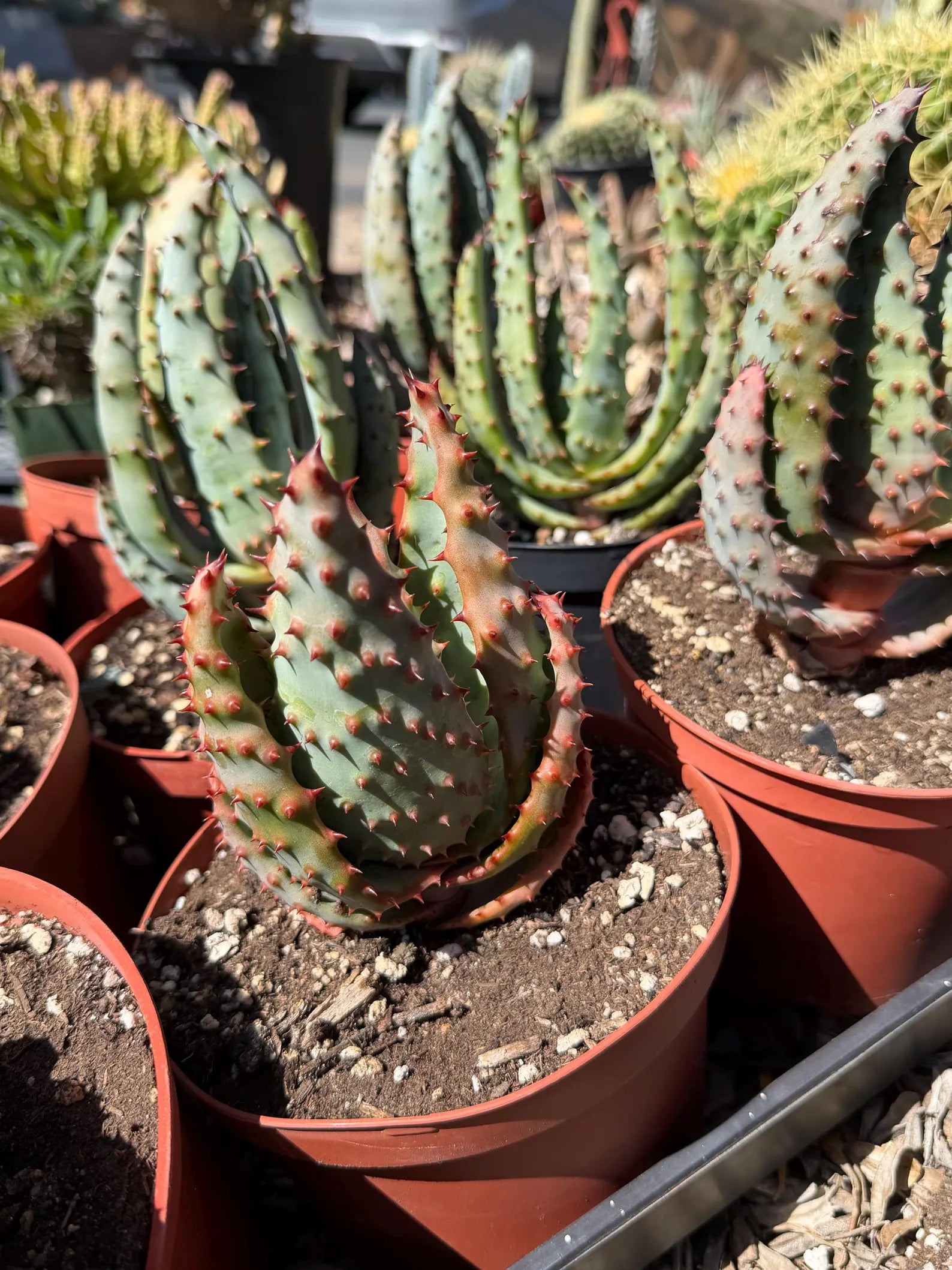 Aloe Marlothii Live Plant | Easy Care Succulent | Rare Collector Aloe