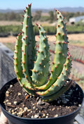 Aloe Marlothii Live Plant | Easy Care Succulent | Rare Collector Aloe