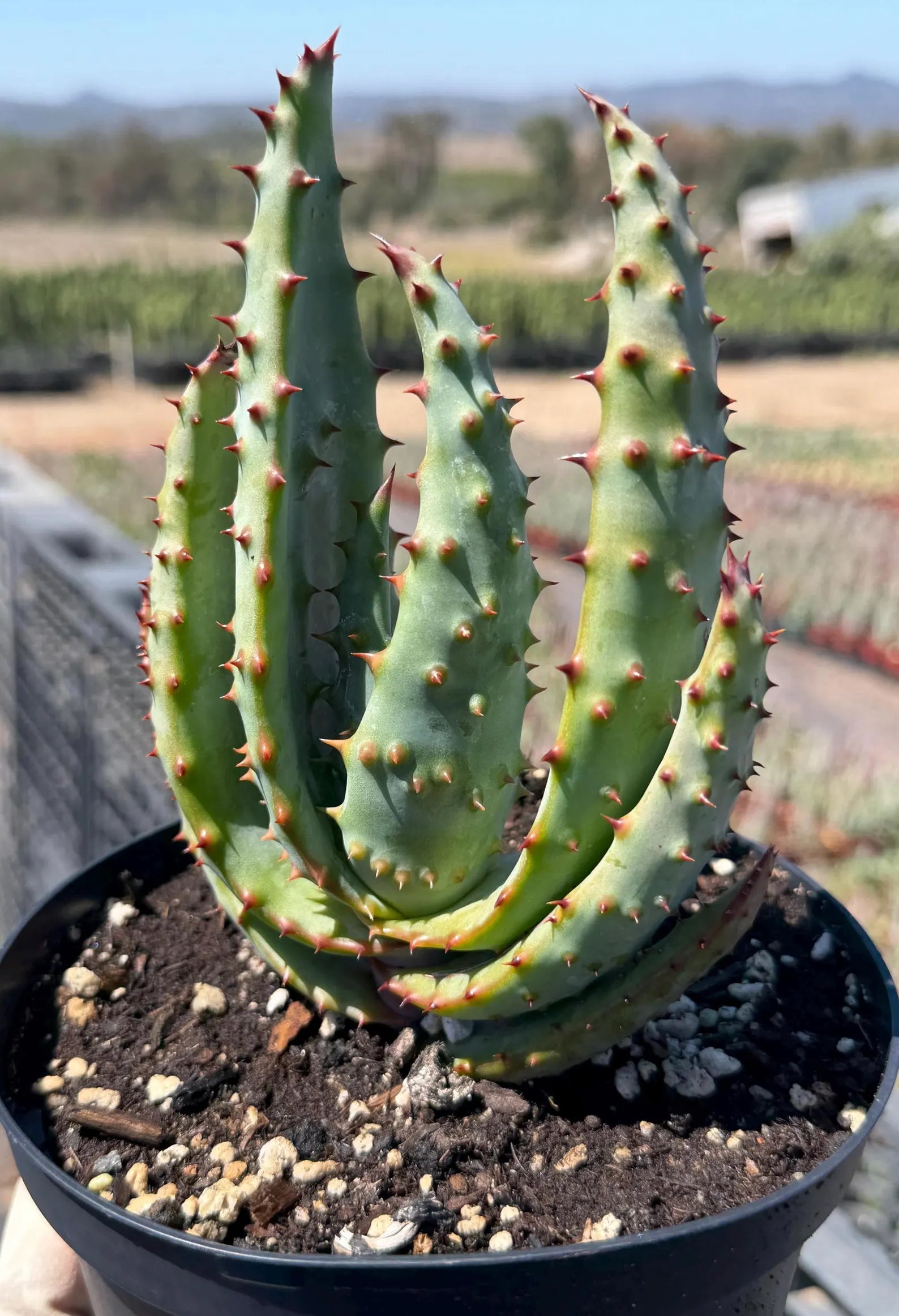 Aloe Marlothii Live Plant | Easy Care Succulent | Rare Collector Aloe