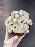 Mammillaria Perbella Monster Crested Cluster #0120