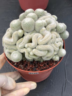 Mammillaria Perbella Monster Crested Cluster #0120