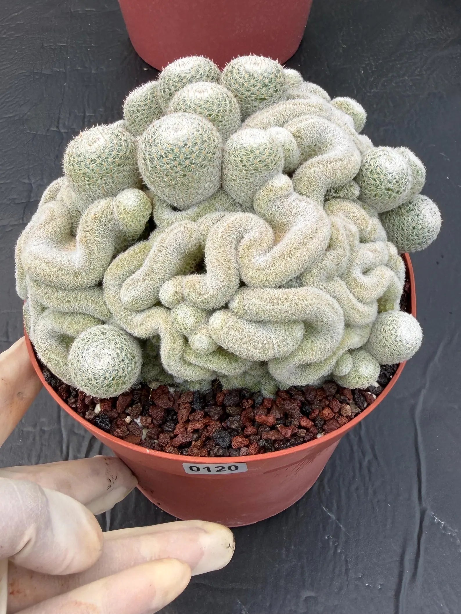 Mammillaria Perbella Monster Crested Cluster #0120