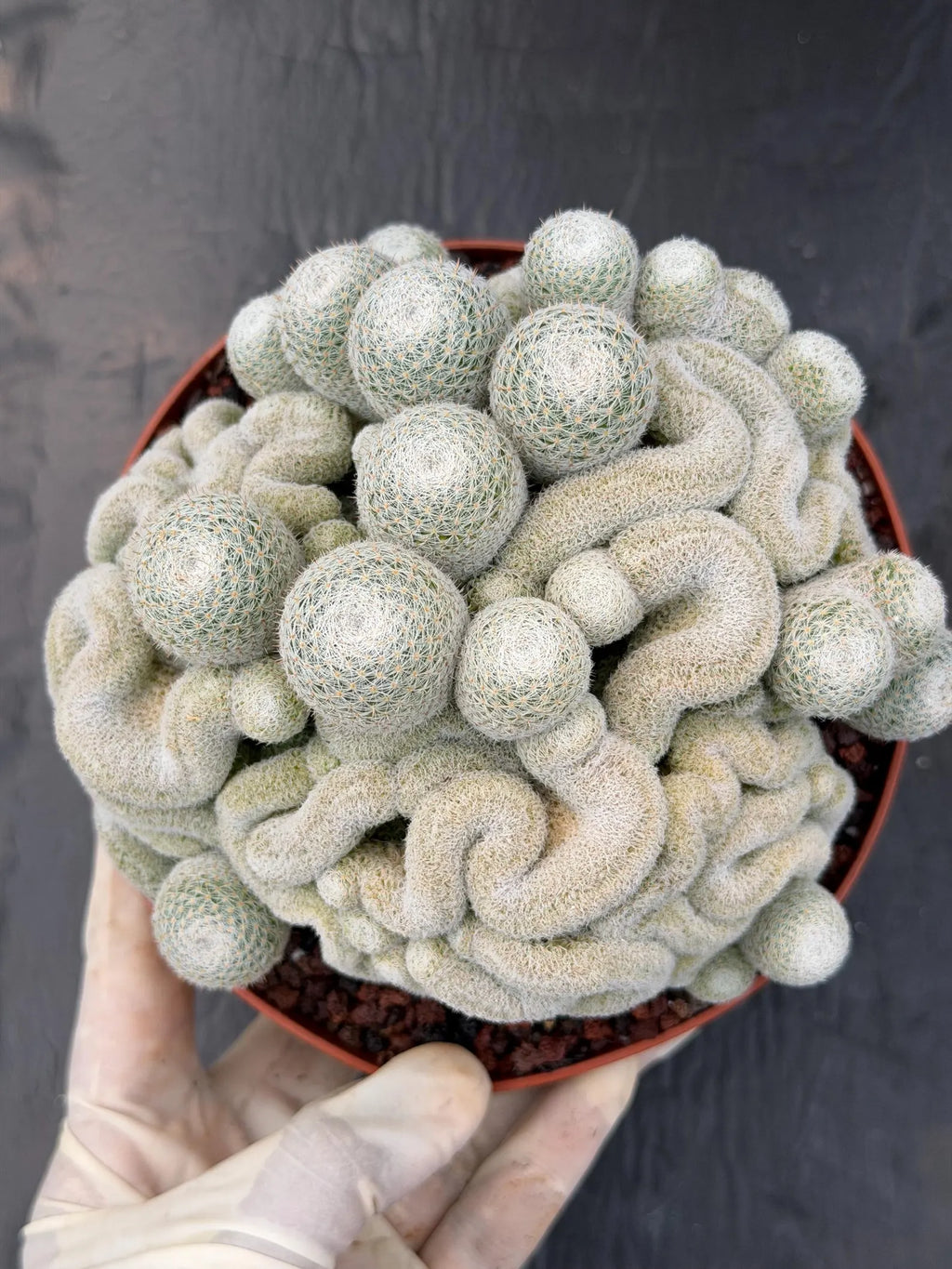 Mammillaria Perbella Monster Crested Cluster #0120