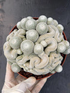 Mammillaria Perbella Monster Crested Cluster #0120
