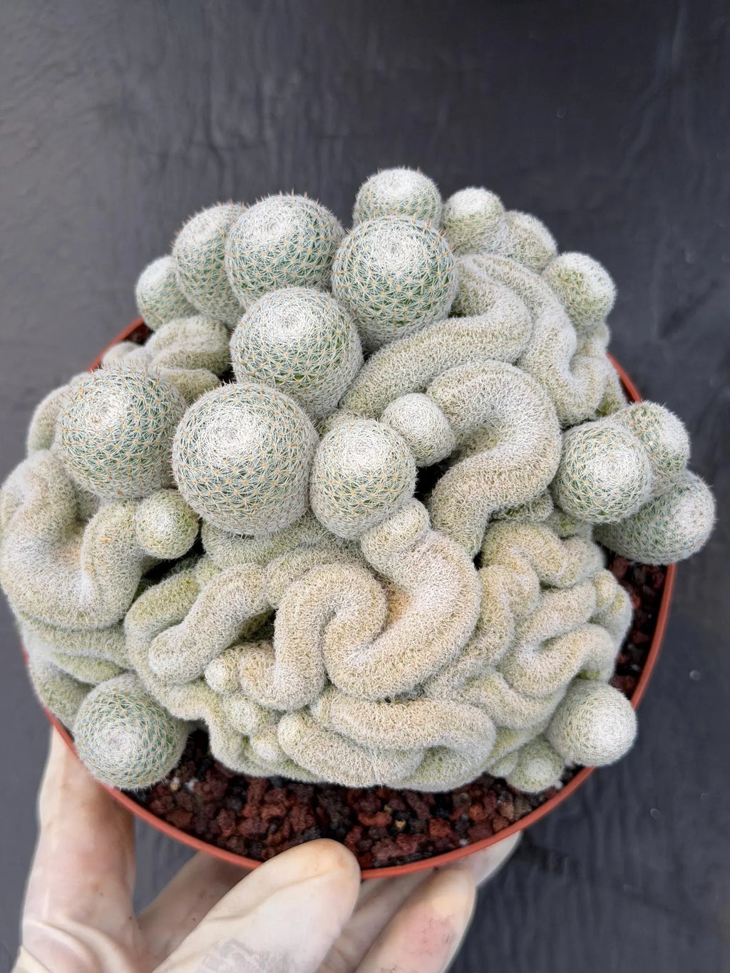 Mammillaria Perbella Monster Crested Cluster #0120