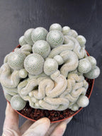 Mammillaria Perbella Monster Crested Cluster #0120