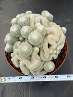 Mammillaria Perbella Monster Crested Cluster #0120