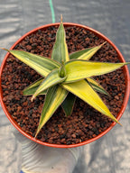 Variegated Sansevieria Lavranos Rare Snake Plant – Live Houseplant #23251