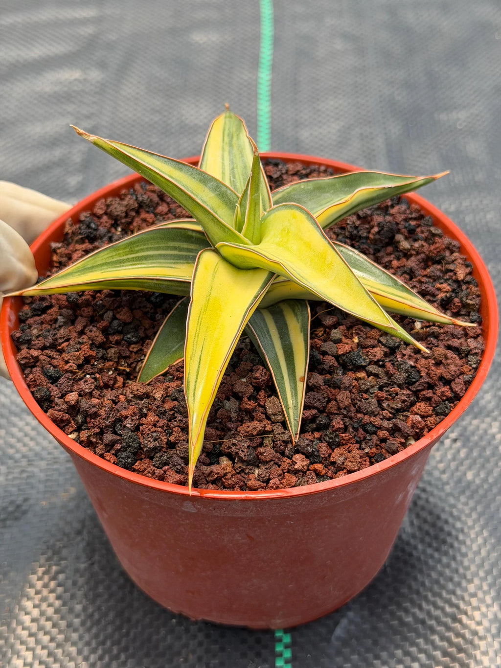 Variegated Sansevieria Lavranos Rare Snake Plant – Live Houseplant #23251
