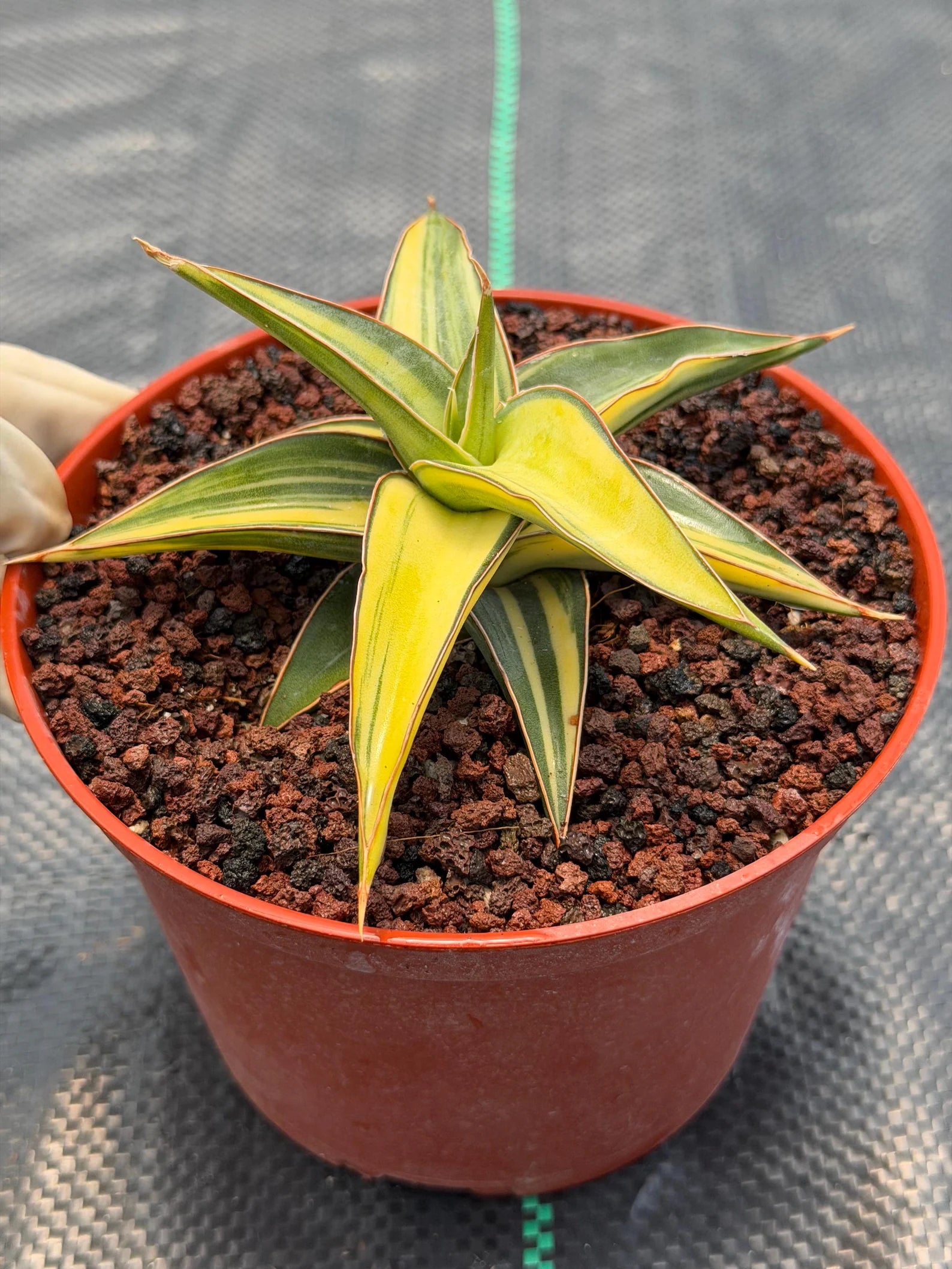 Variegated Sansevieria Lavranos Rare Snake Plant – Live Houseplant #23251