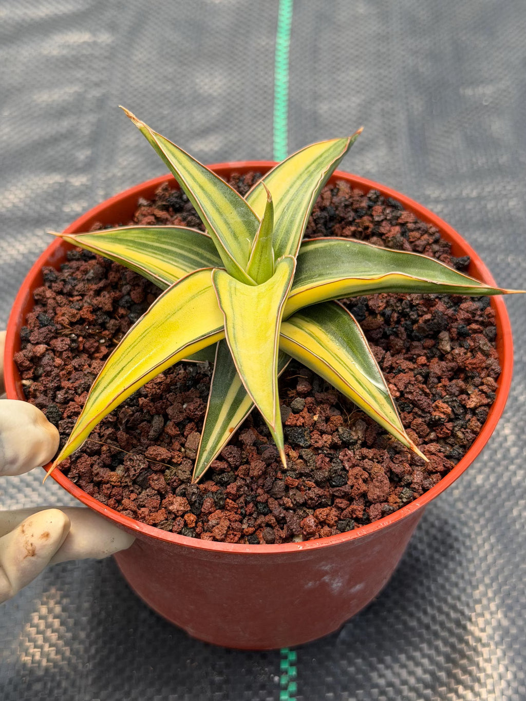 Variegated Sansevieria Lavranos Rare Snake Plant – Live Houseplant #23251