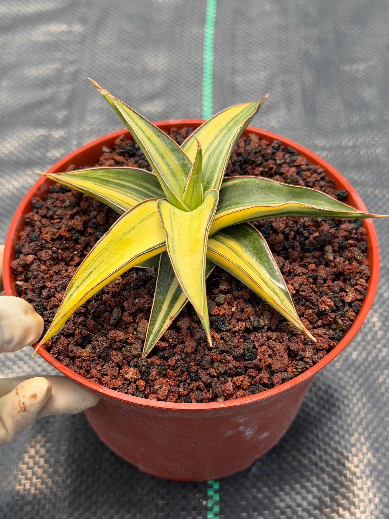 Variegated Sansevieria Lavranos Rare Snake Plant – Live Houseplant #23251