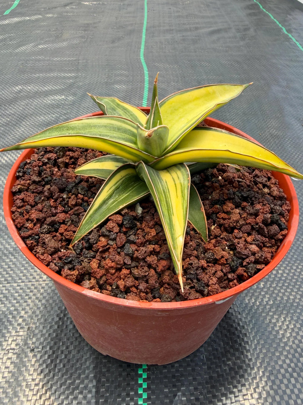 Variegated Sansevieria Lavranos Rare Snake Plant – Live Houseplant #23251