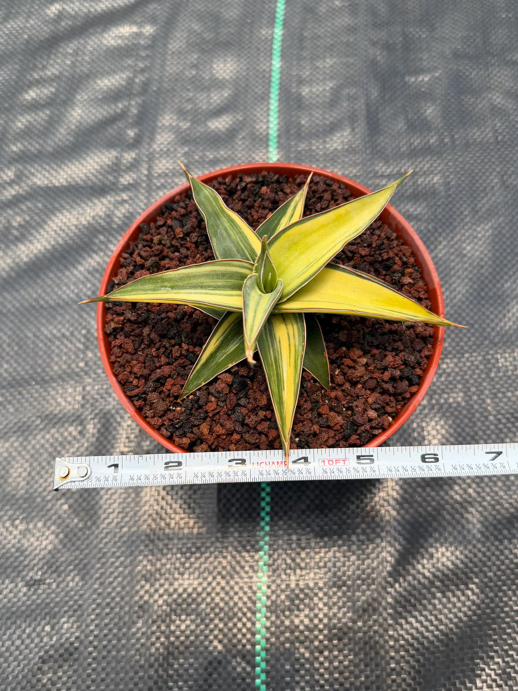 Variegated Sansevieria Lavranos Rare Snake Plant – Live Houseplant #23251