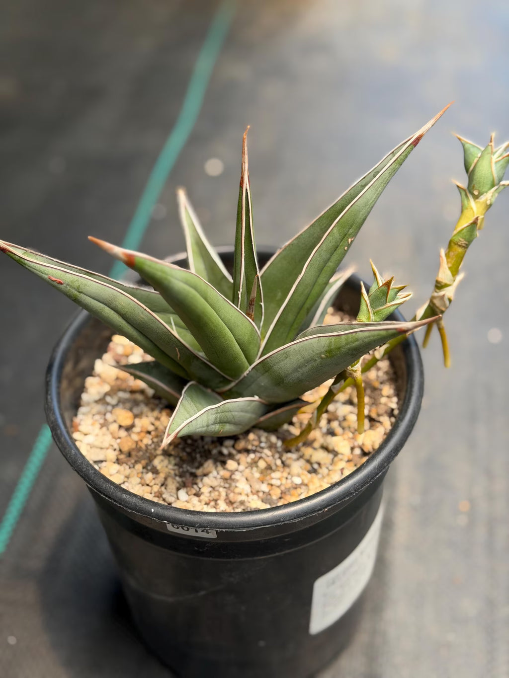 Large Sansevieria Pinguicula 'Walking Snake Plant' with Pups | Rare Live Houseplant | Exact Plant