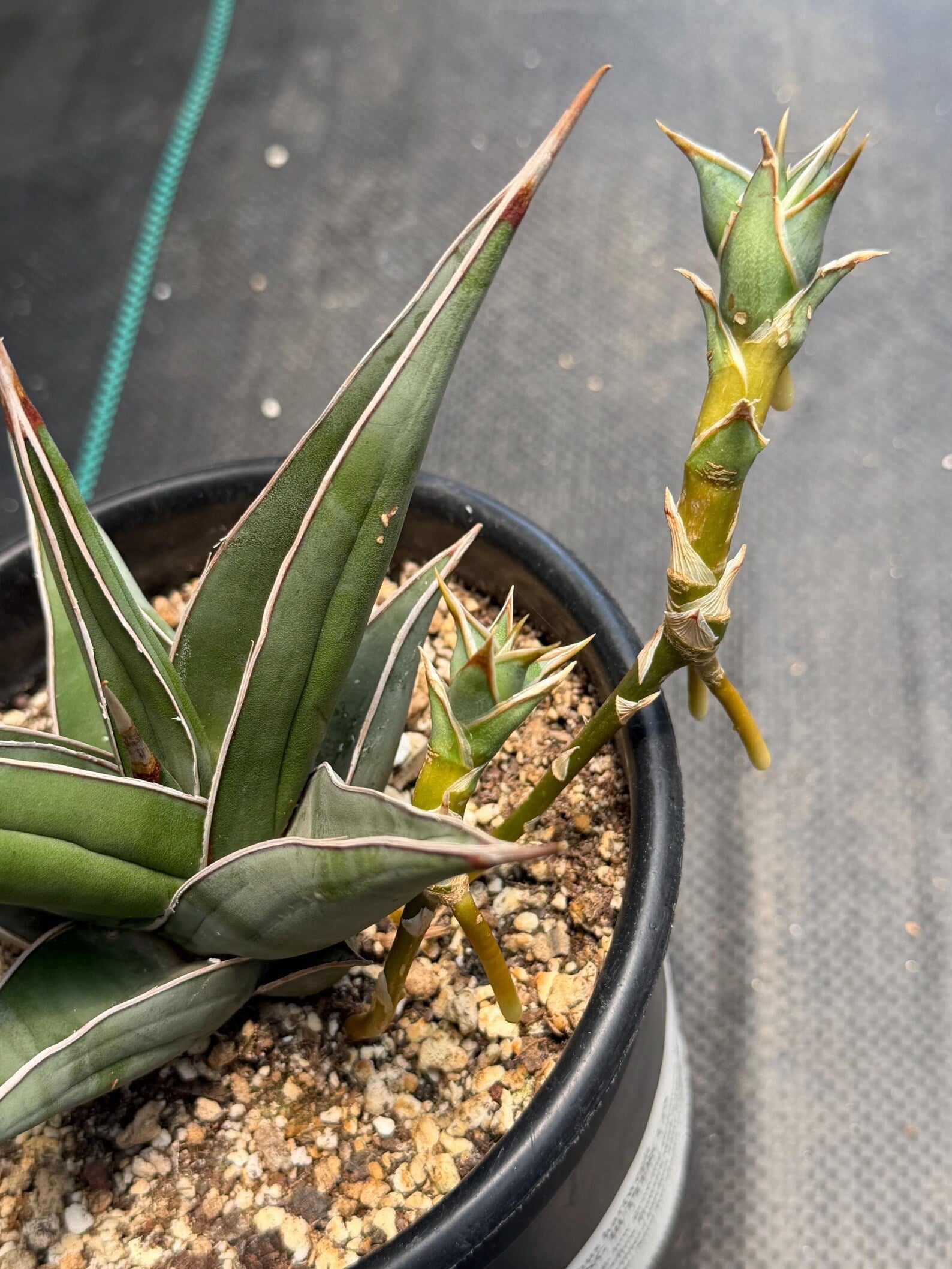 Large Sansevieria Pinguicula 'Walking Snake Plant' with Pups | Rare Live Houseplant | Exact Plant