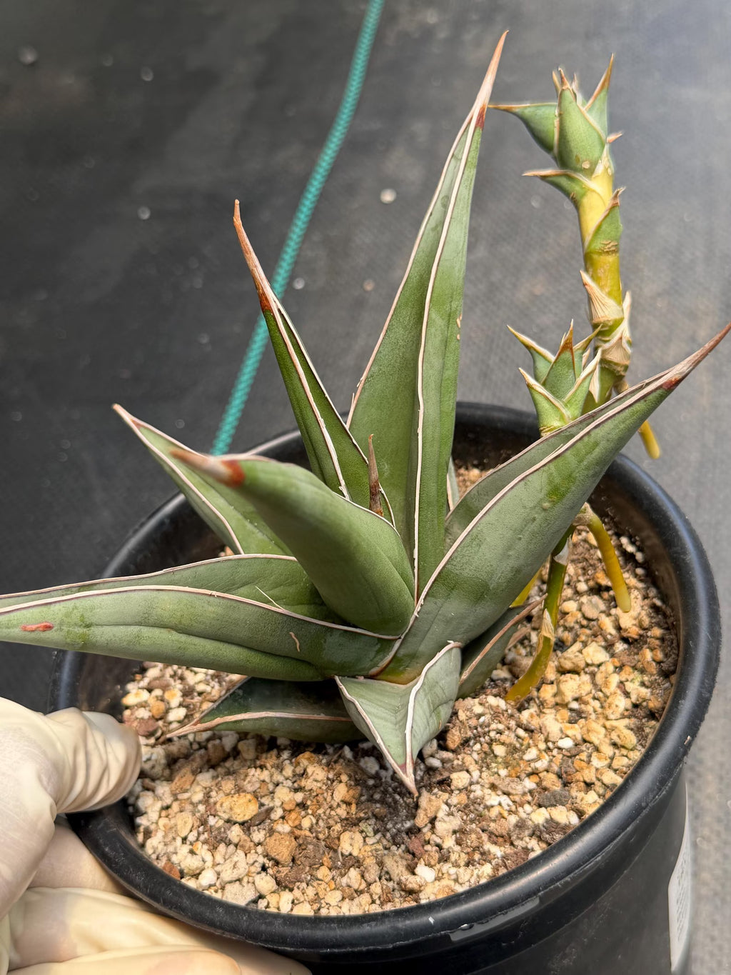 Large Sansevieria Pinguicula 'Walking Snake Plant' with Pups | Rare Live Houseplant | Exact Plant