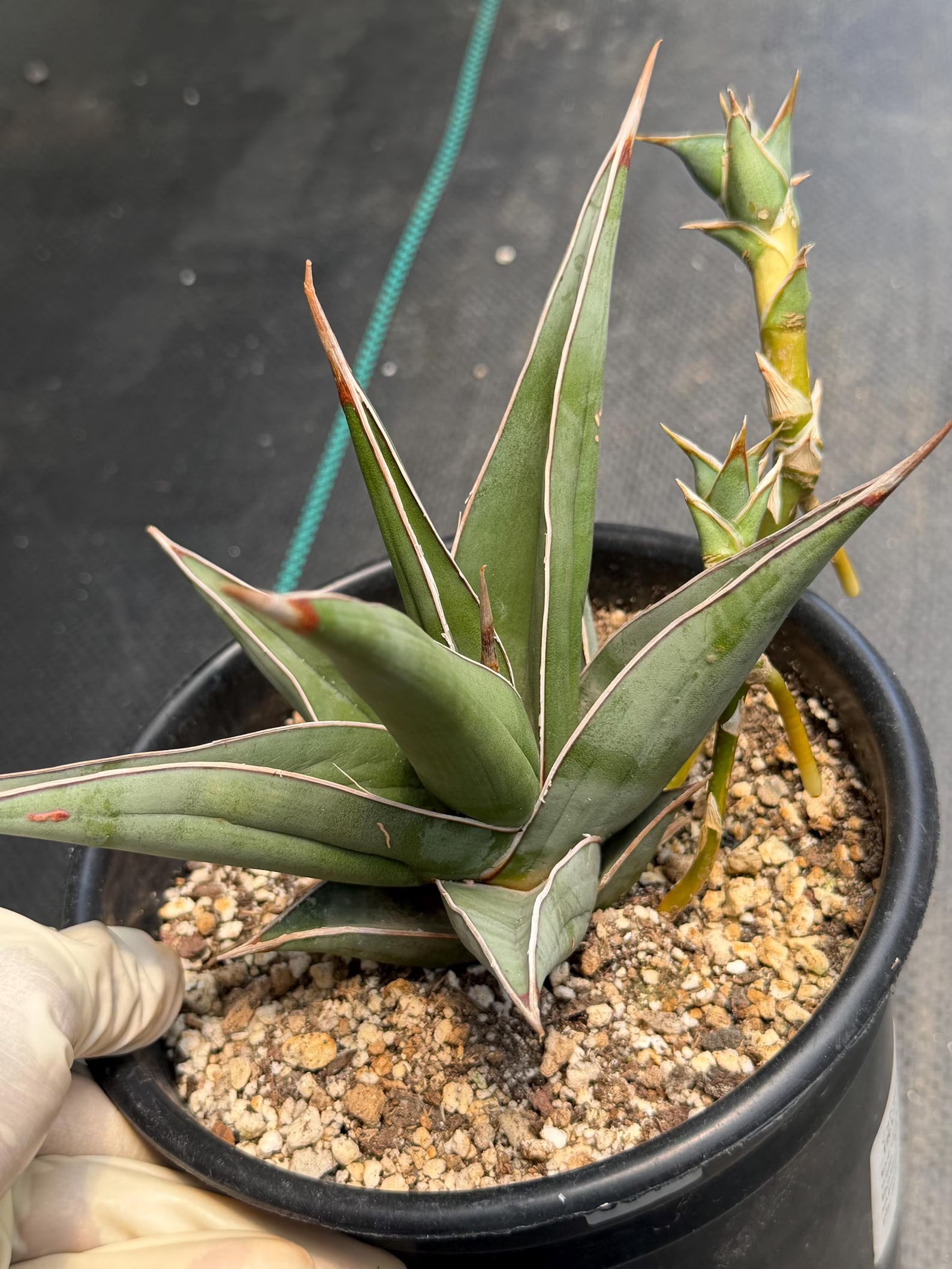 Large Sansevieria Pinguicula 'Walking Snake Plant' with Pups | Rare Live Houseplant | Exact Plant