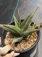 Large Sansevieria Pinguicula 'Walking Snake Plant' with Pups | Rare Live Houseplant | Exact Plant