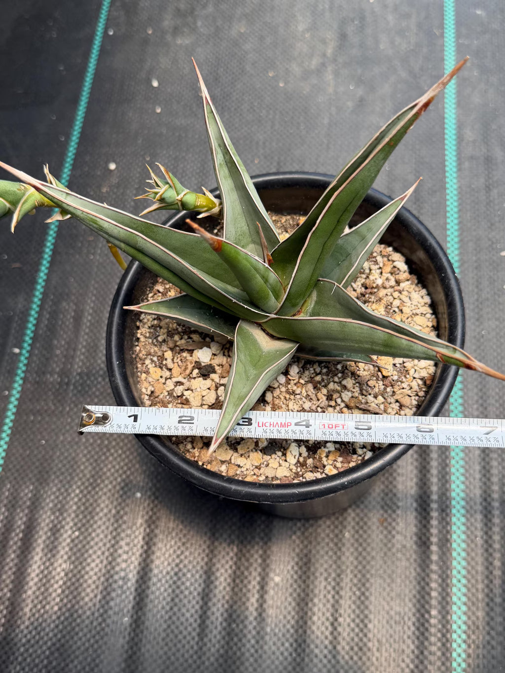 Large Sansevieria Pinguicula 'Walking Snake Plant' with Pups | Rare Live Houseplant | Exact Plant