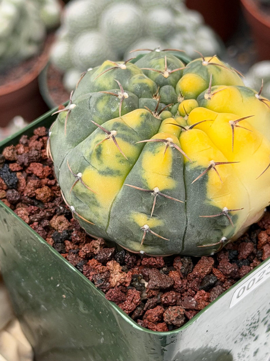 Variegated Gymnocalycium Ochoterenae Rare Cactus #943
