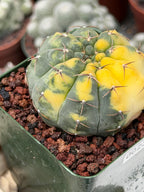 Variegated Gymnocalycium Ochoterenae Rare Cactus #943