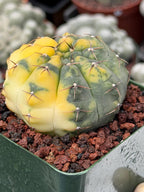 Variegated Gymnocalycium Ochoterenae Rare Cactus #943