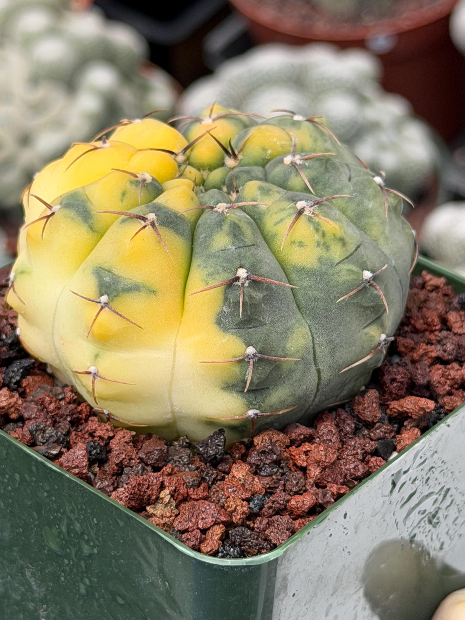 Variegated Gymnocalycium Ochoterenae Rare Cactus #943