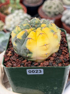 Variegated Gymnocalycium Ochoterenae Rare Cactus #943