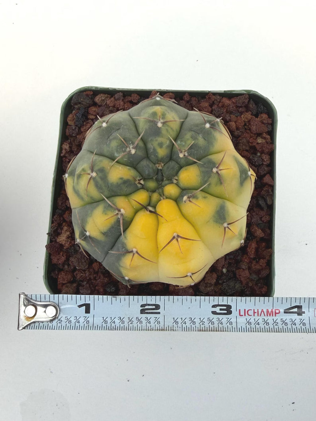 Variegated Gymnocalycium Ochoterenae Rare Cactus #943