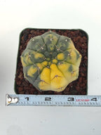 Variegated Gymnocalycium Ochoterenae Rare Cactus #943
