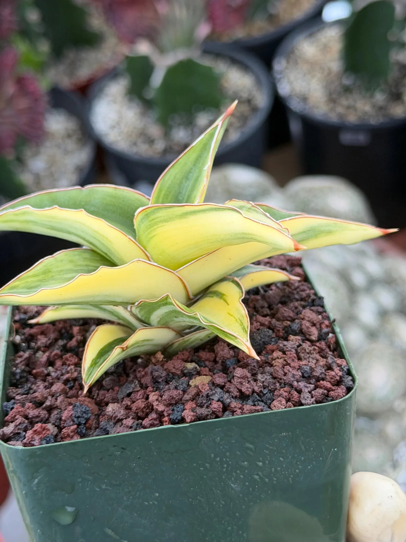 Variegated Sansevieria Lavranos 23251 #148 | Rare Snake Plant | Live Houseplant