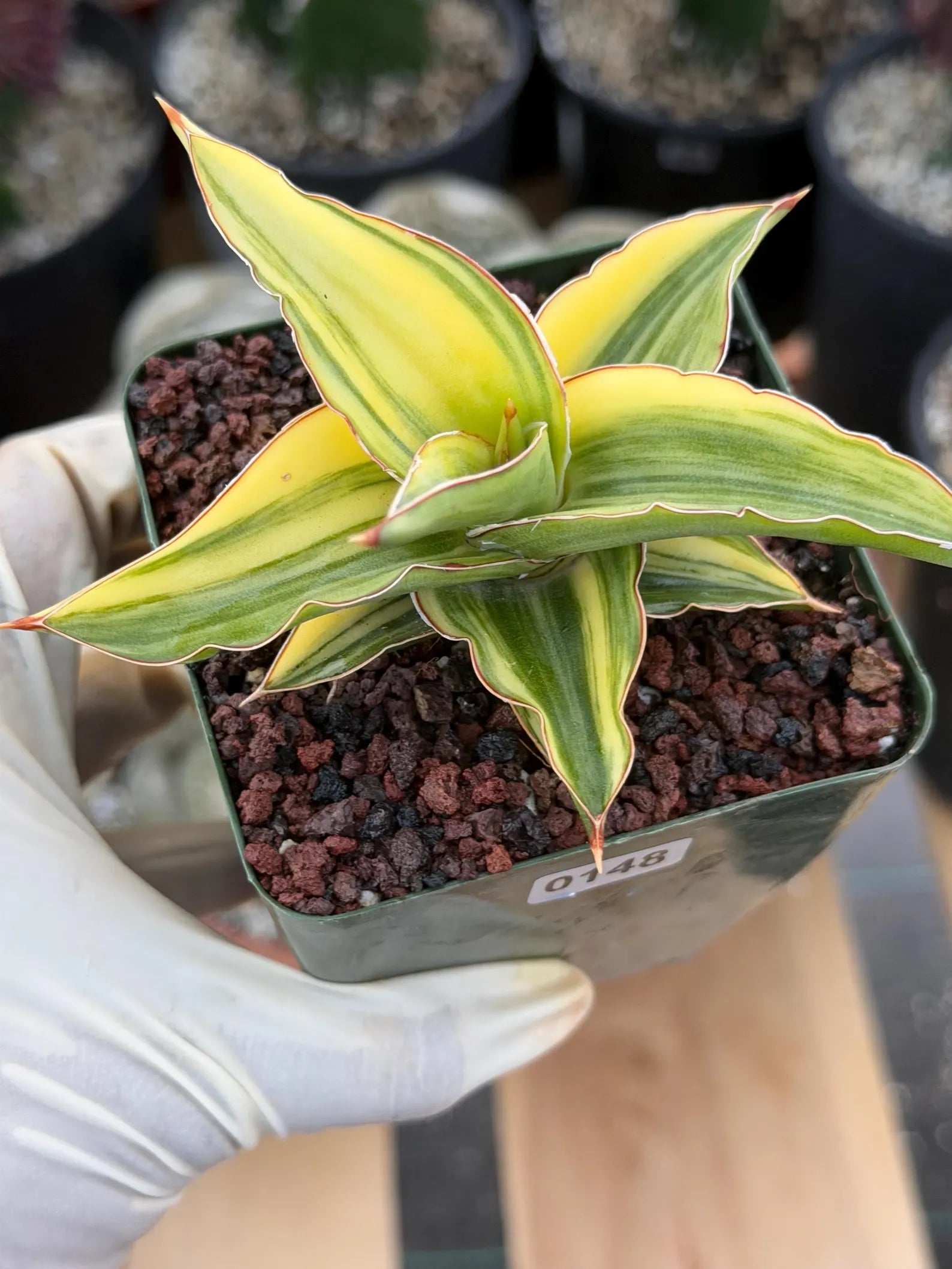 Variegated Sansevieria Lavranos 23251 #148 | Rare Snake Plant | Live Houseplant