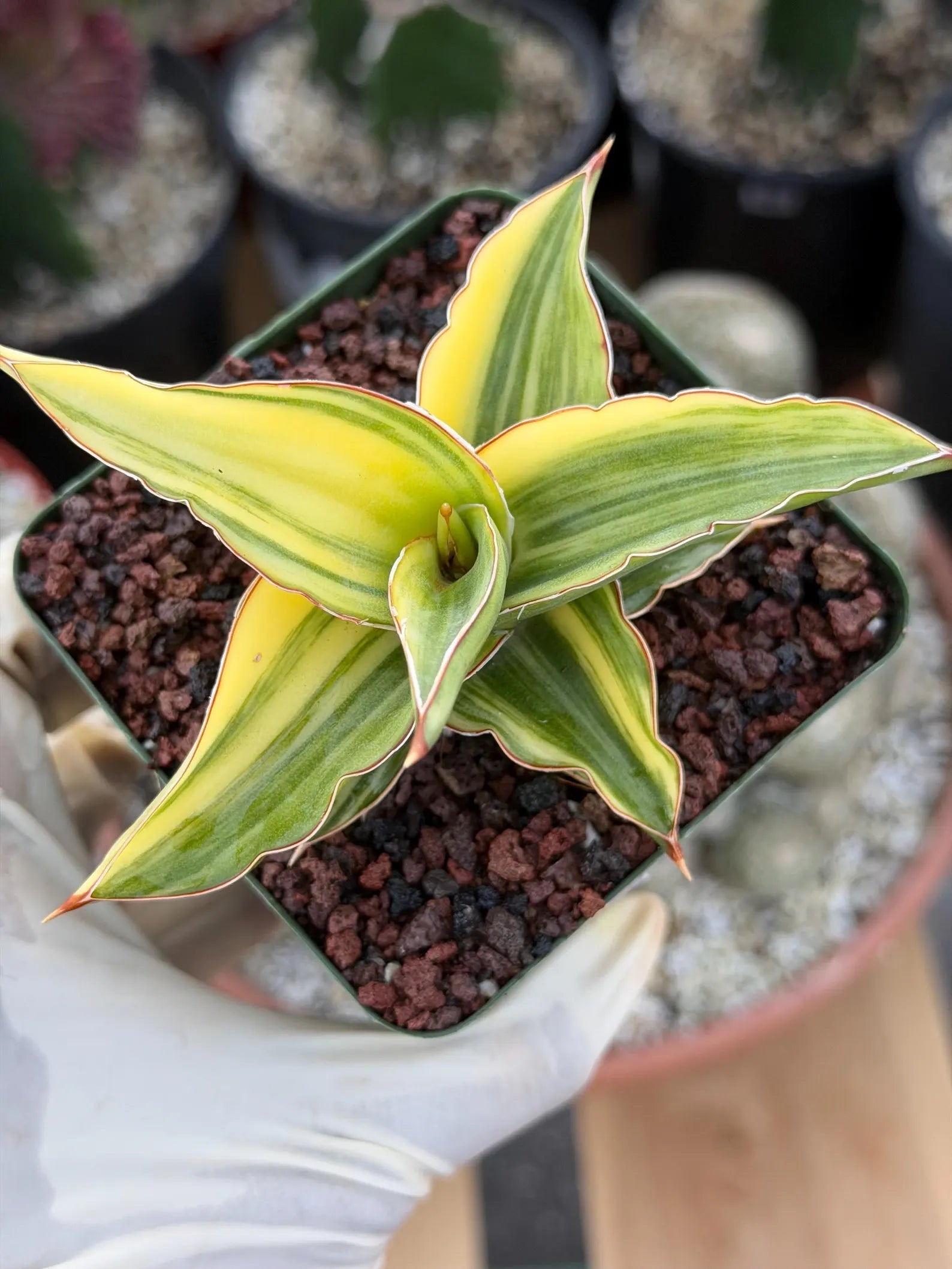 Variegated Sansevieria Lavranos 23251 #148 | Rare Snake Plant | Live Houseplant
