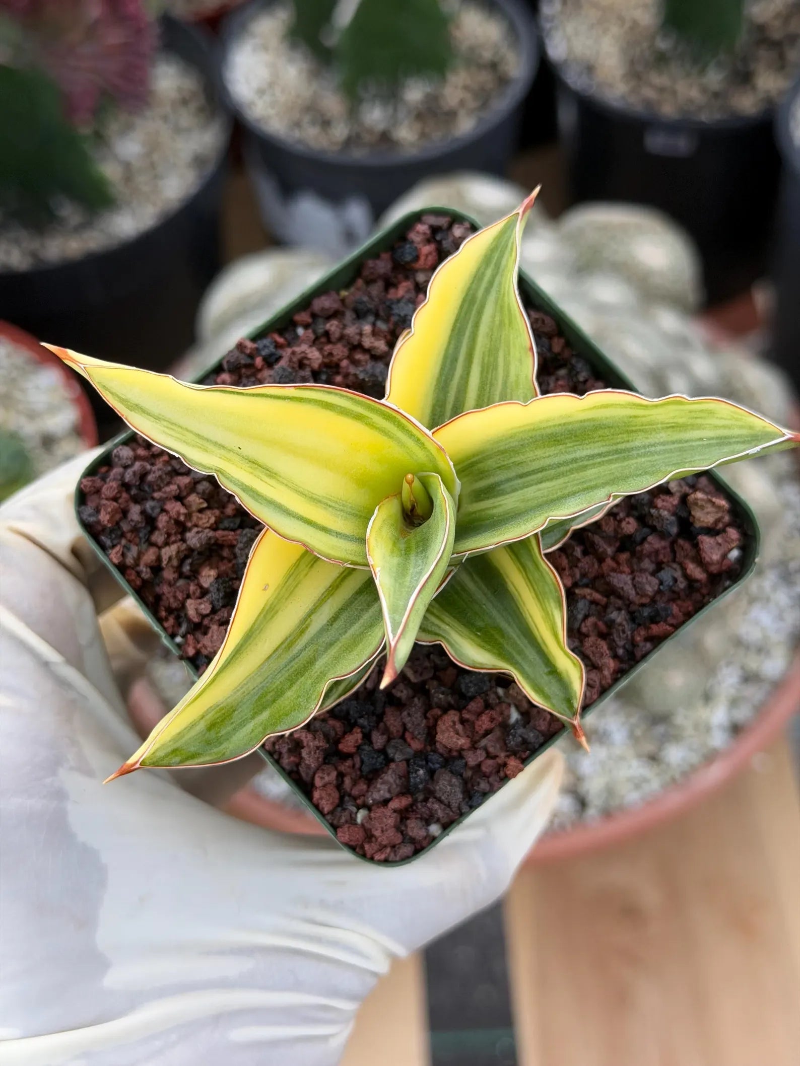 Variegated Sansevieria Lavranos 23251 #148 | Rare Snake Plant | Live Houseplant