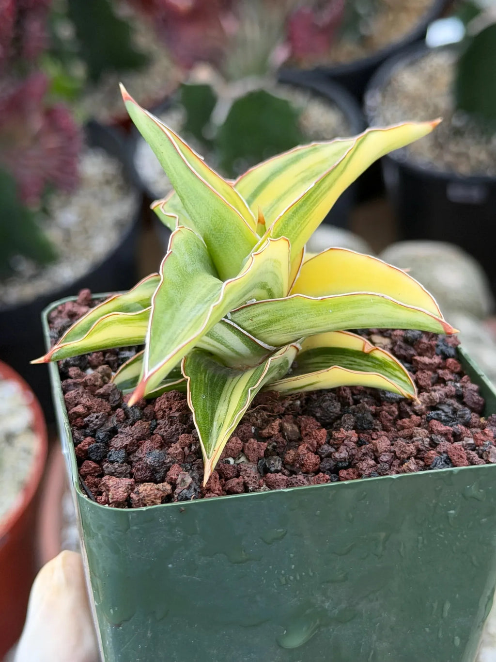 Variegated Sansevieria Lavranos 23251 #148 | Rare Snake Plant | Live Houseplant